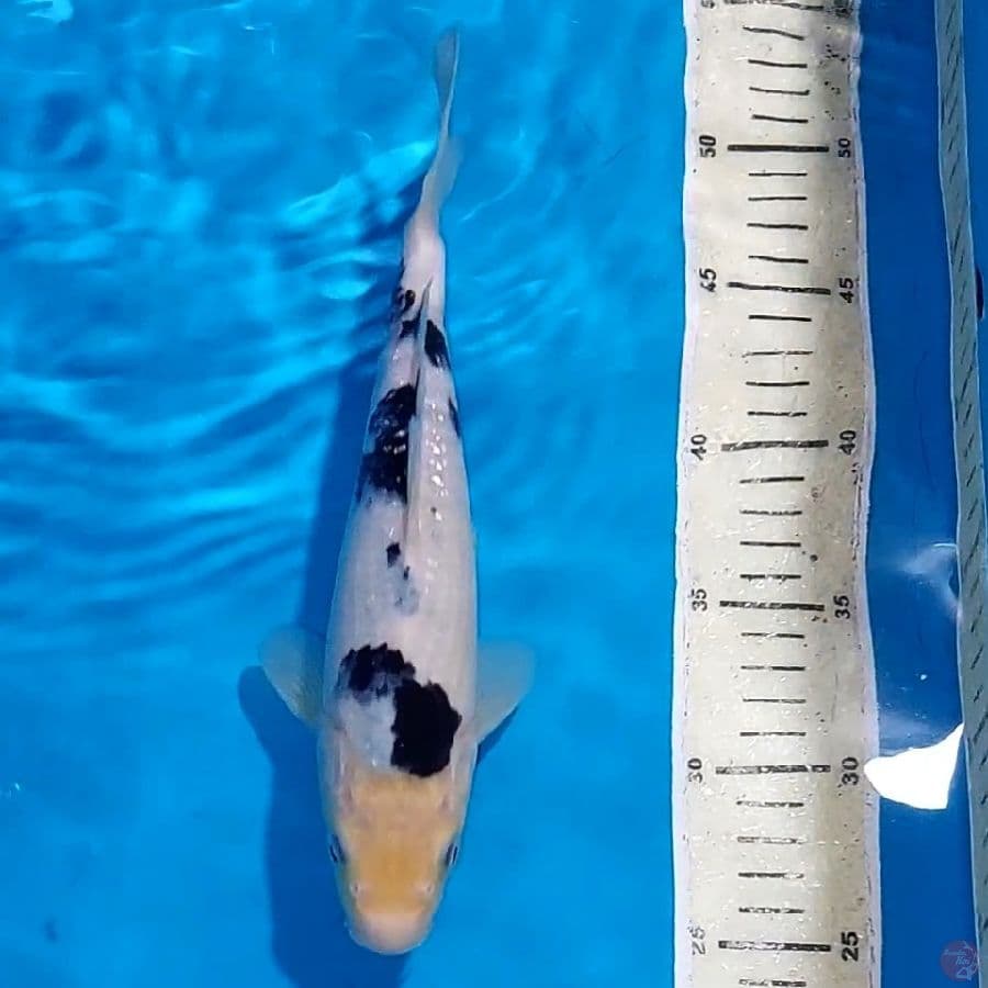 BEKKO 26 CM