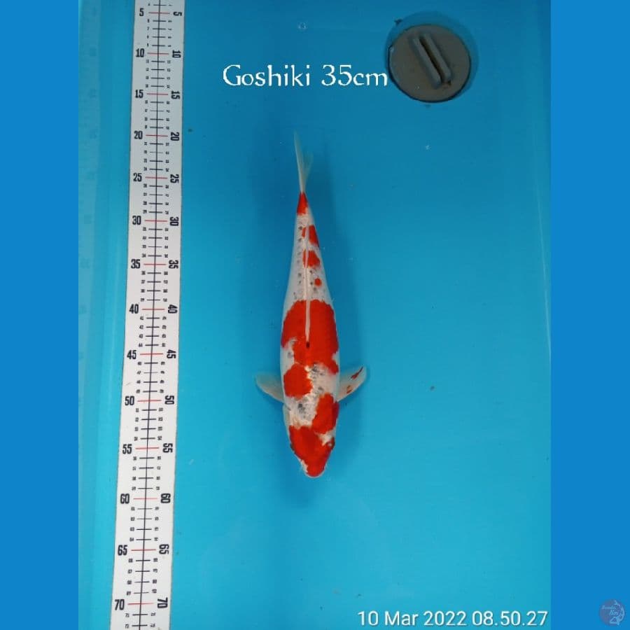 GOSHIKI 35cm