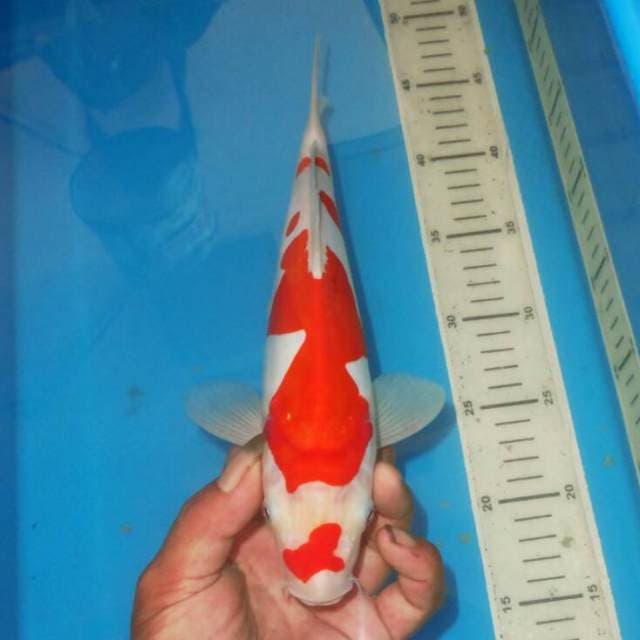 KOHAKU CAT TUMPAH