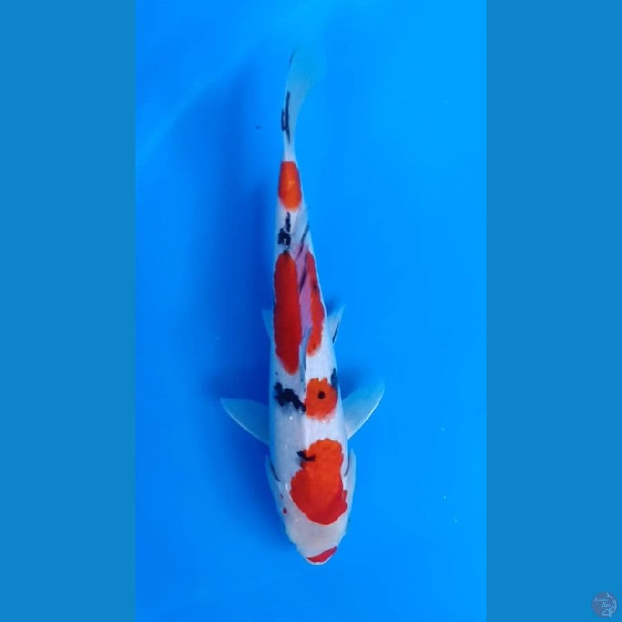 SANKE 27CM