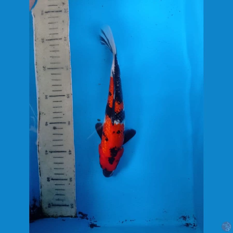showa 25cm