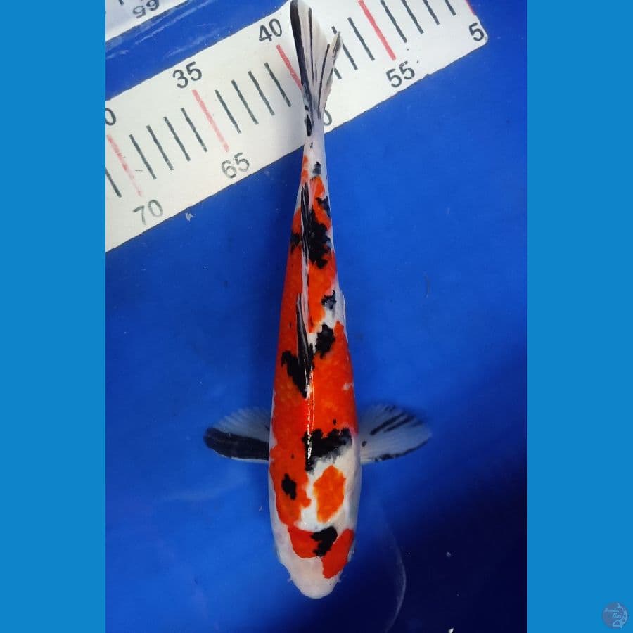 SANKE 27CM