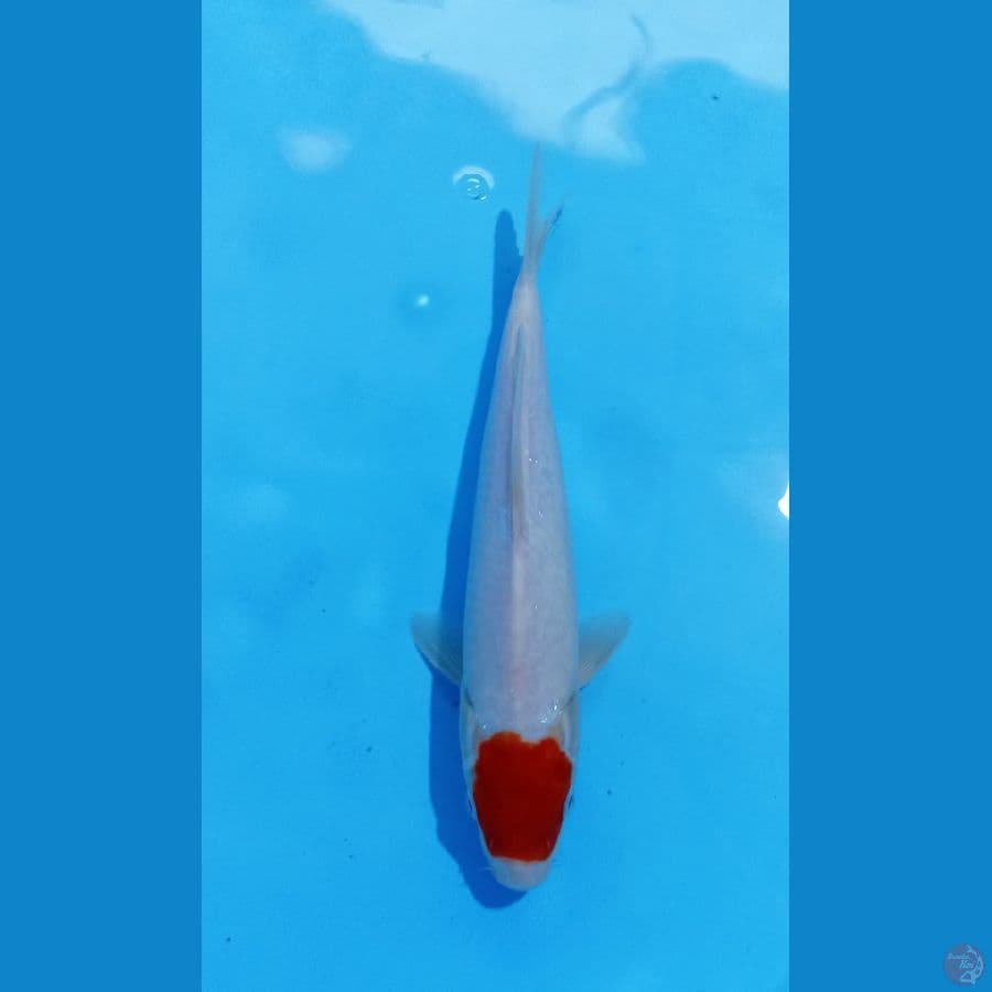 tancho kohaku 28cm