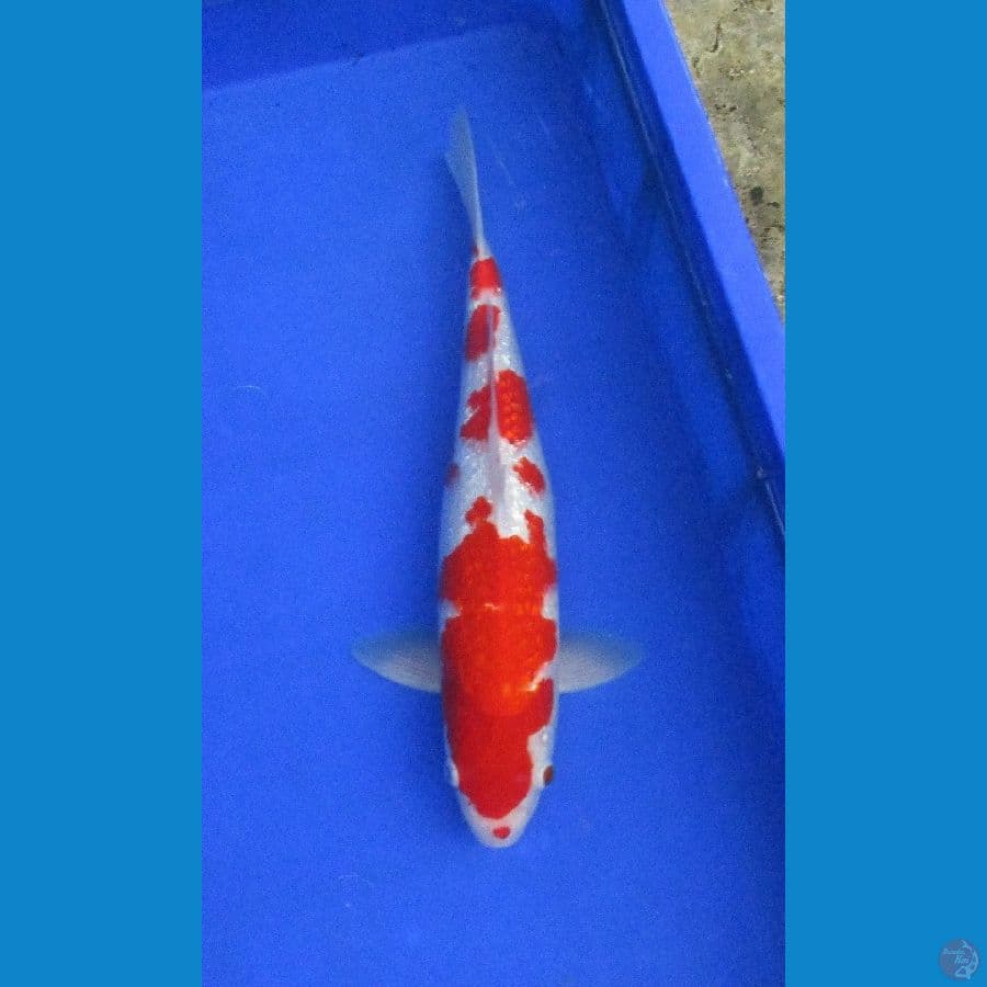superred kohaku ginrin ±34cm hq jantan