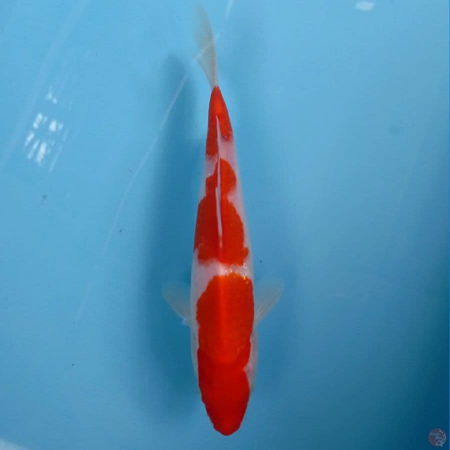 kohaku, 22 cm