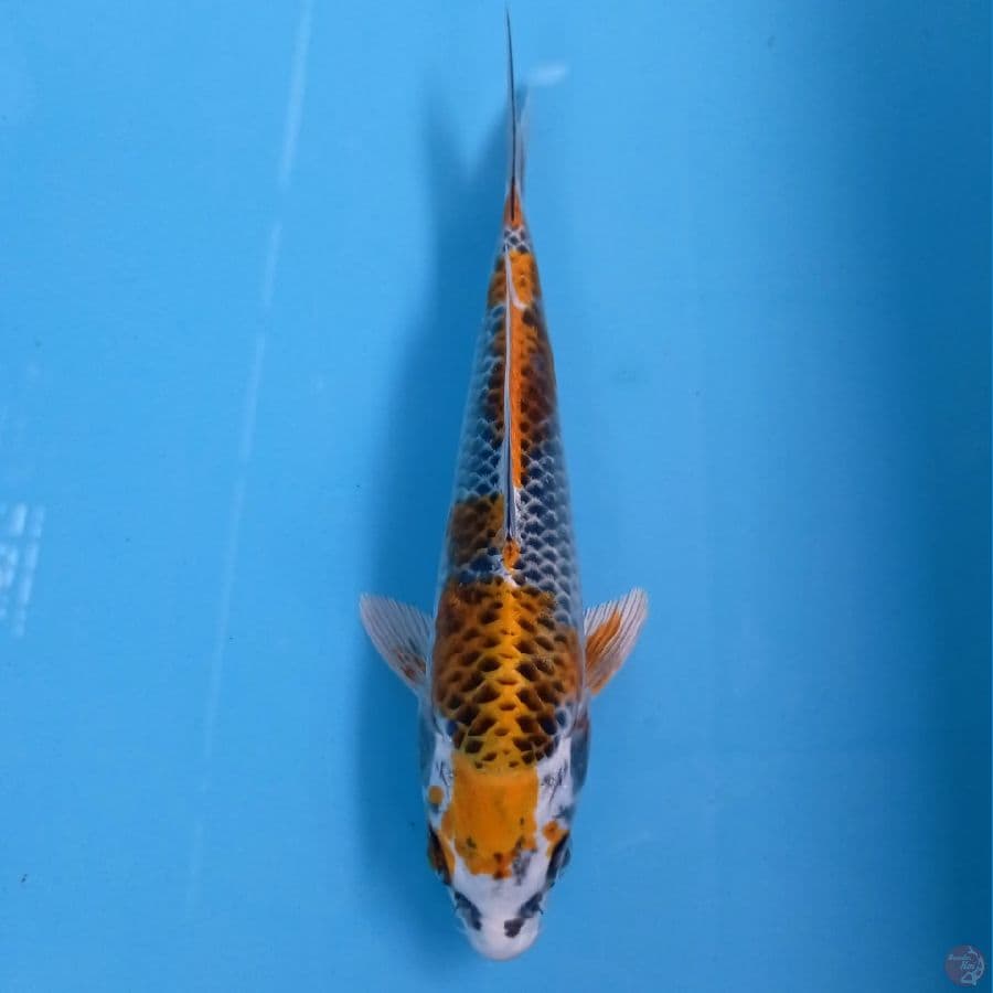 kujaku, 20 cm