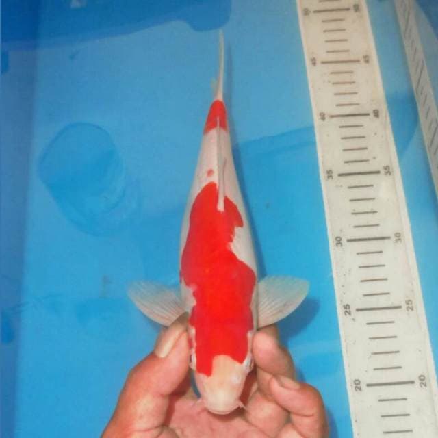 KOHAKU NIDAN