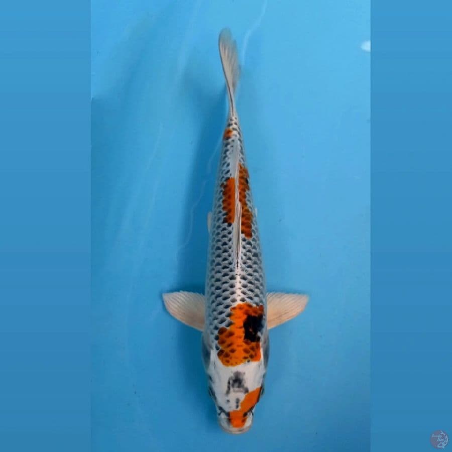 kujaku, 30 cm