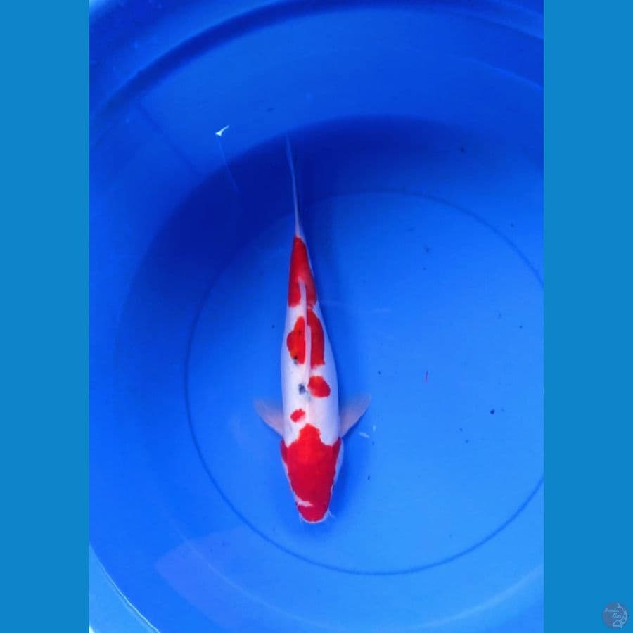 Shanke Doit 34cm/F