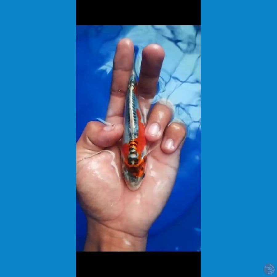 koi kiko
