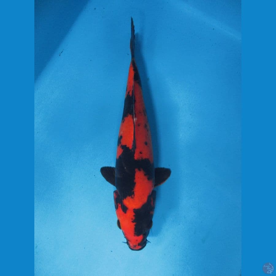 Hi Utsuri 29cm