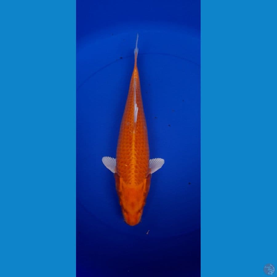Yamabuki Ogon 37Cm
