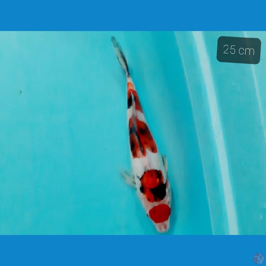 Sanke 25 cm