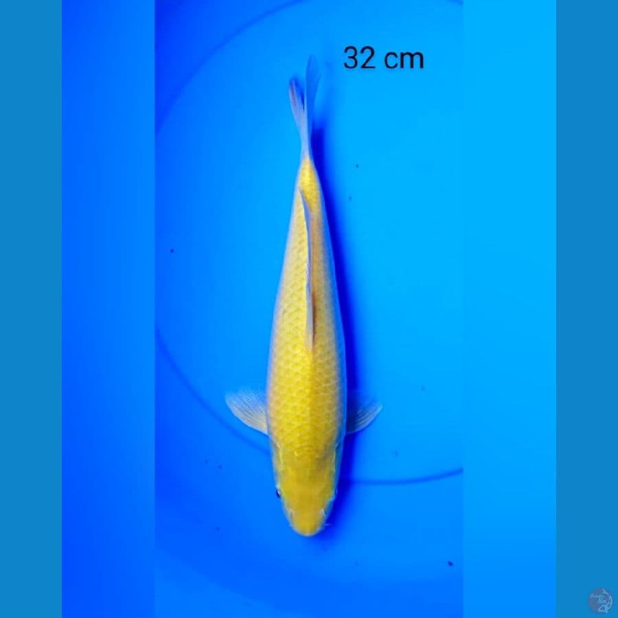 Karashi punuk 32 cm