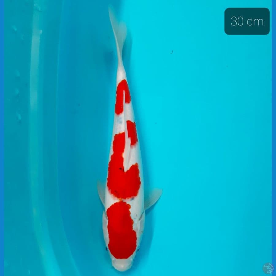 bahan sanke 30 cm