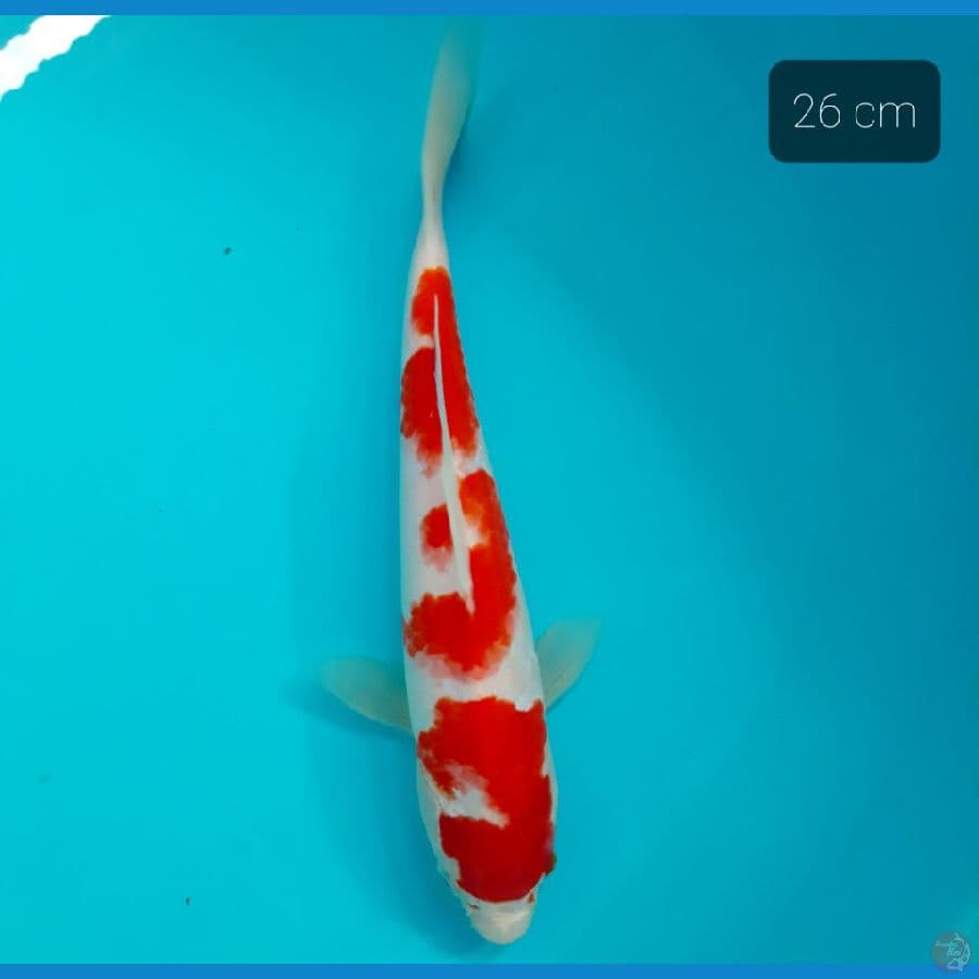 kohaku 26 cm