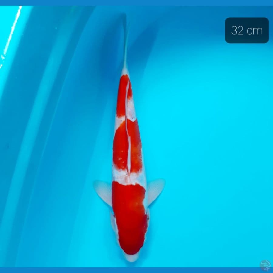 sandan kohaku 32 cm