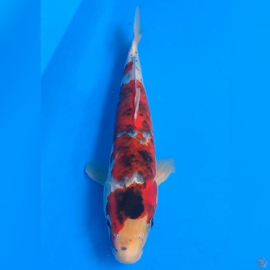 Ai Koro Goshiki unik 31cm