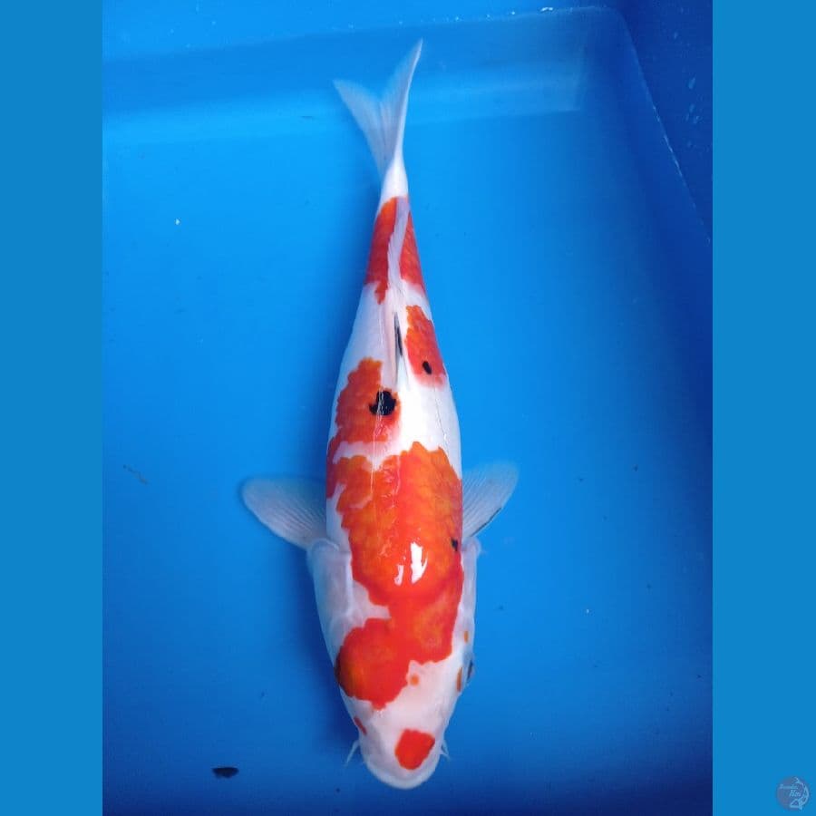 Sanke 30 cm