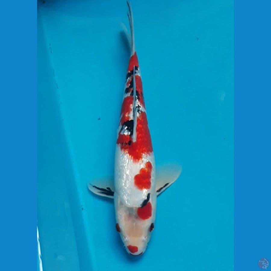 Ginrin 28 Cm Male