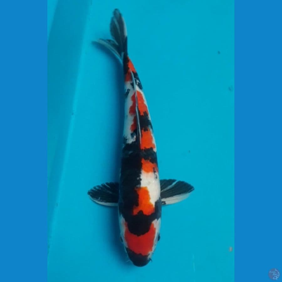 Showa Male 29 Cm