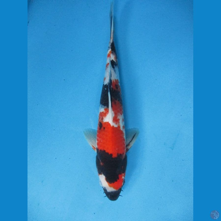 Showa Sanshoku 30cm