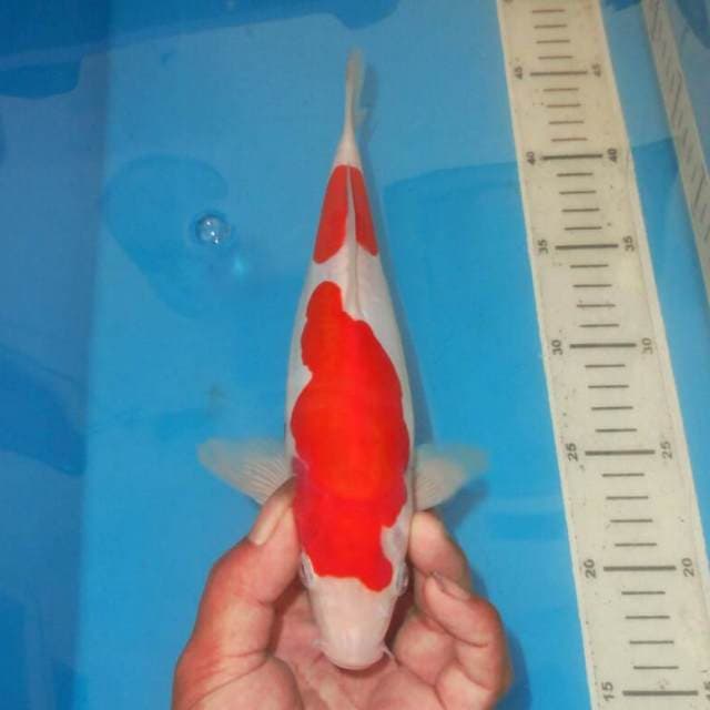 NIDAN KOHAKU ISTIMEWA