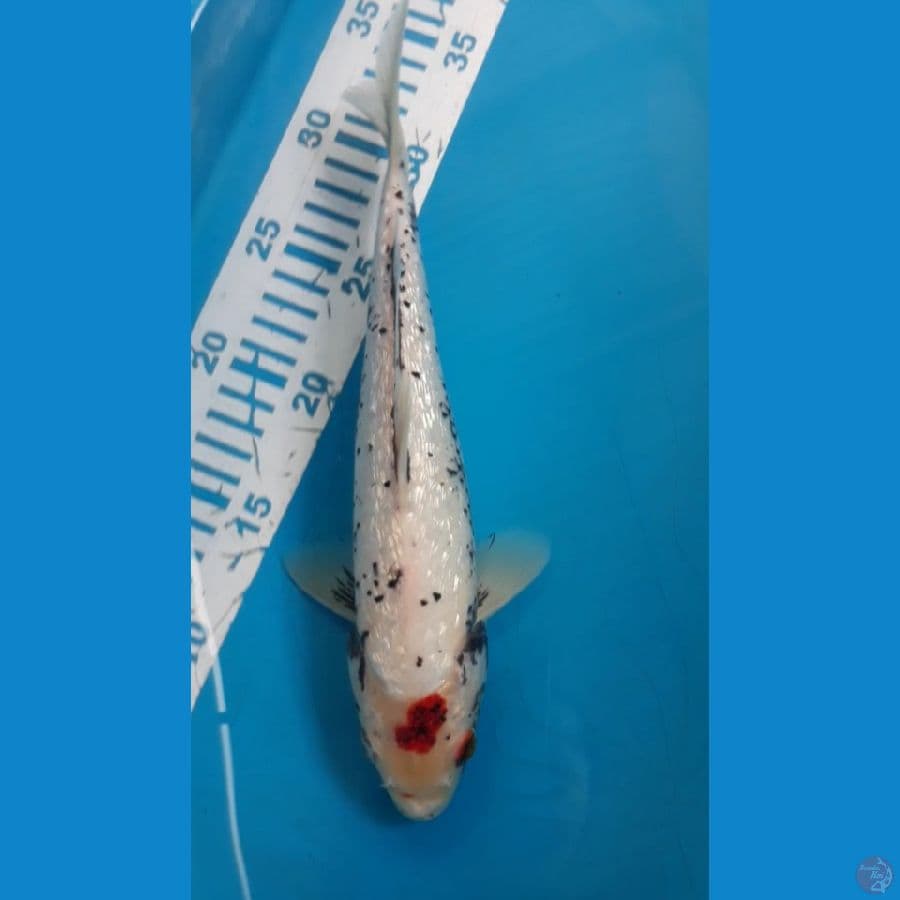 Kawabake Ginrin 27 cm
