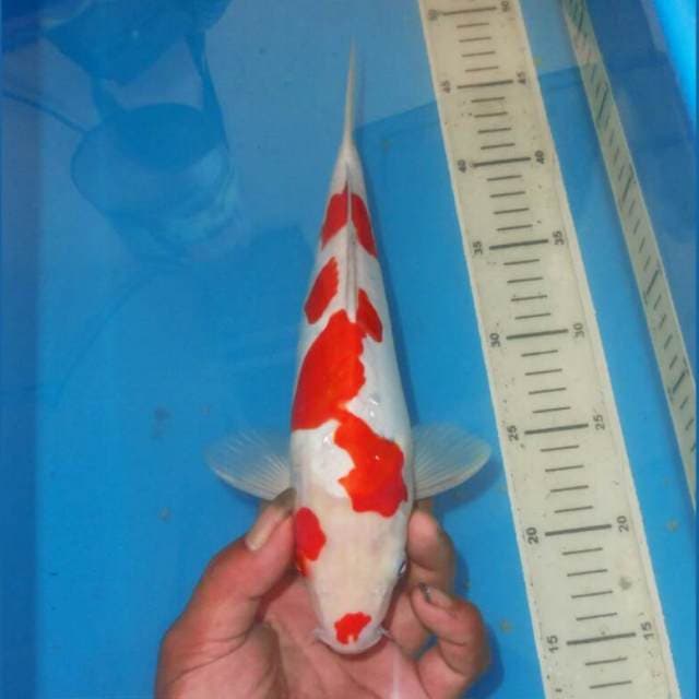 ABSTRAK KOHAKU