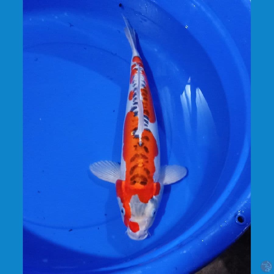 Inazuma kawari koleksi 50cm