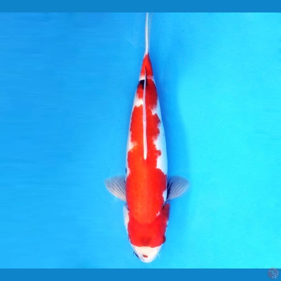 SHOWA TATEGOI 34/female