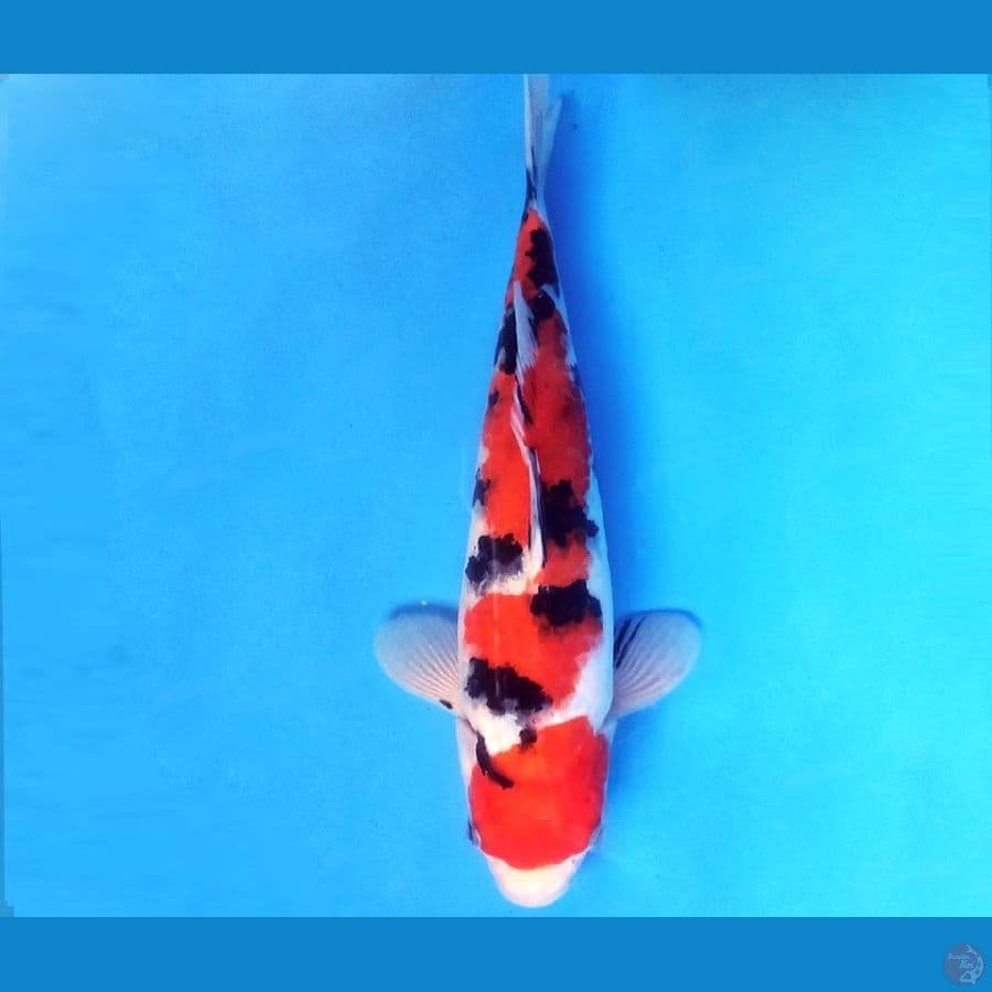 SANKE 32 cm/male