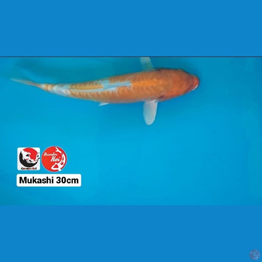 MUKASHI 30CM --- CANAYA KOI FARM