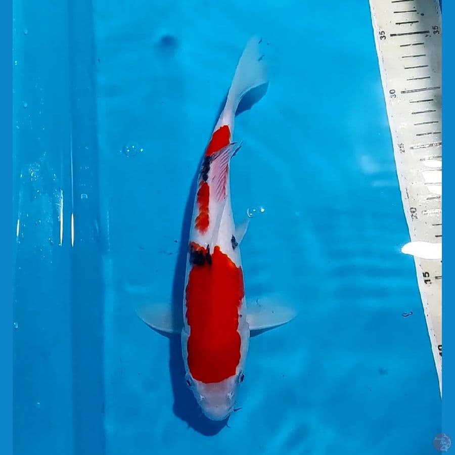 ORIGINAL SANKE 28 CM