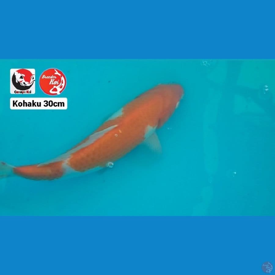 KOHAKU 30CM --- CANAYA KOI FARM