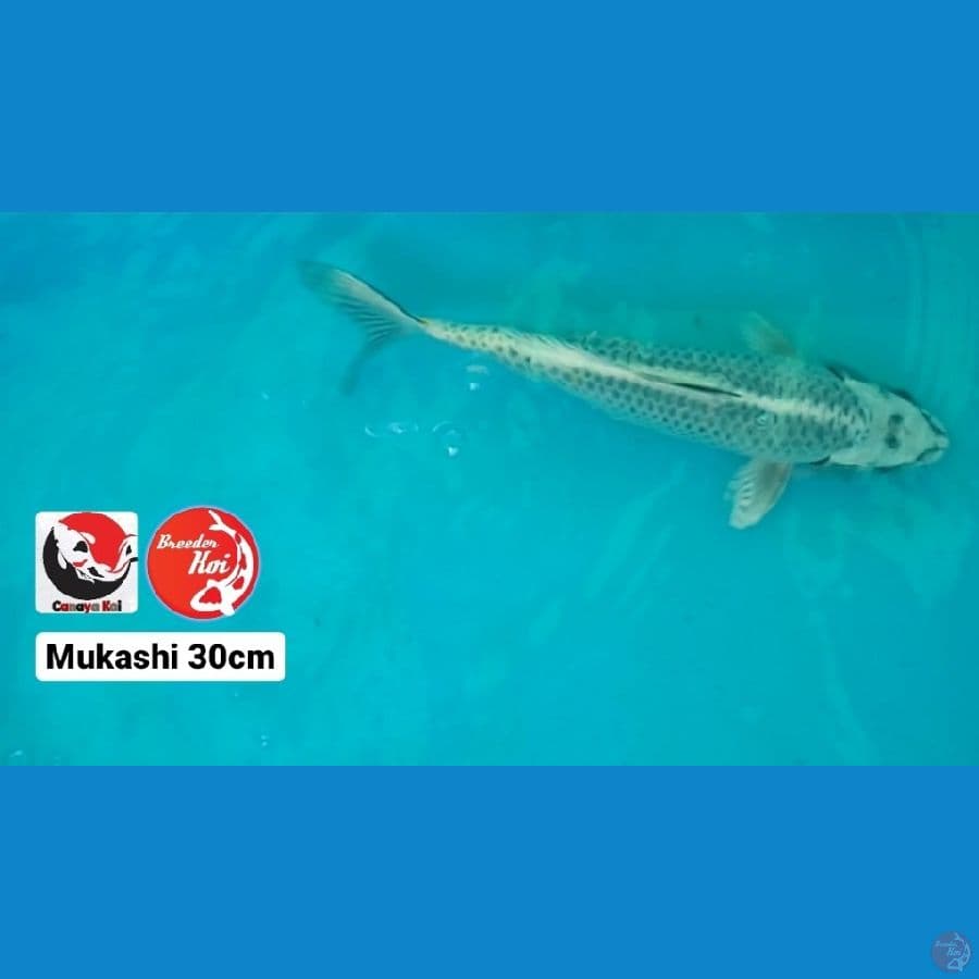 MUKASHI 30CM --- CANAYA KOI FARM