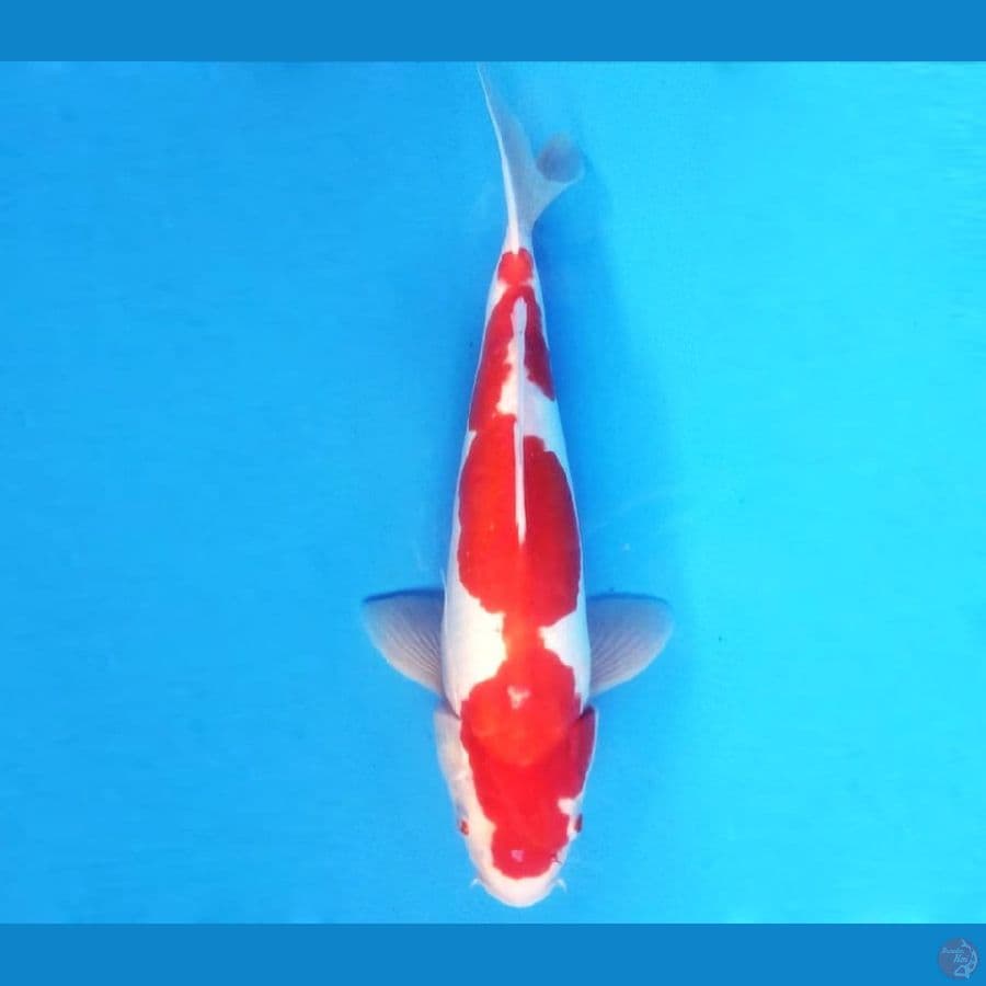 KOHAKU 34 CM - ML