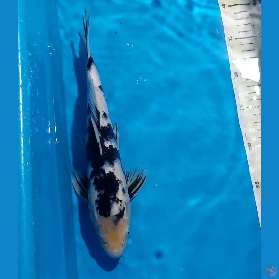 SHIRO 30 CM