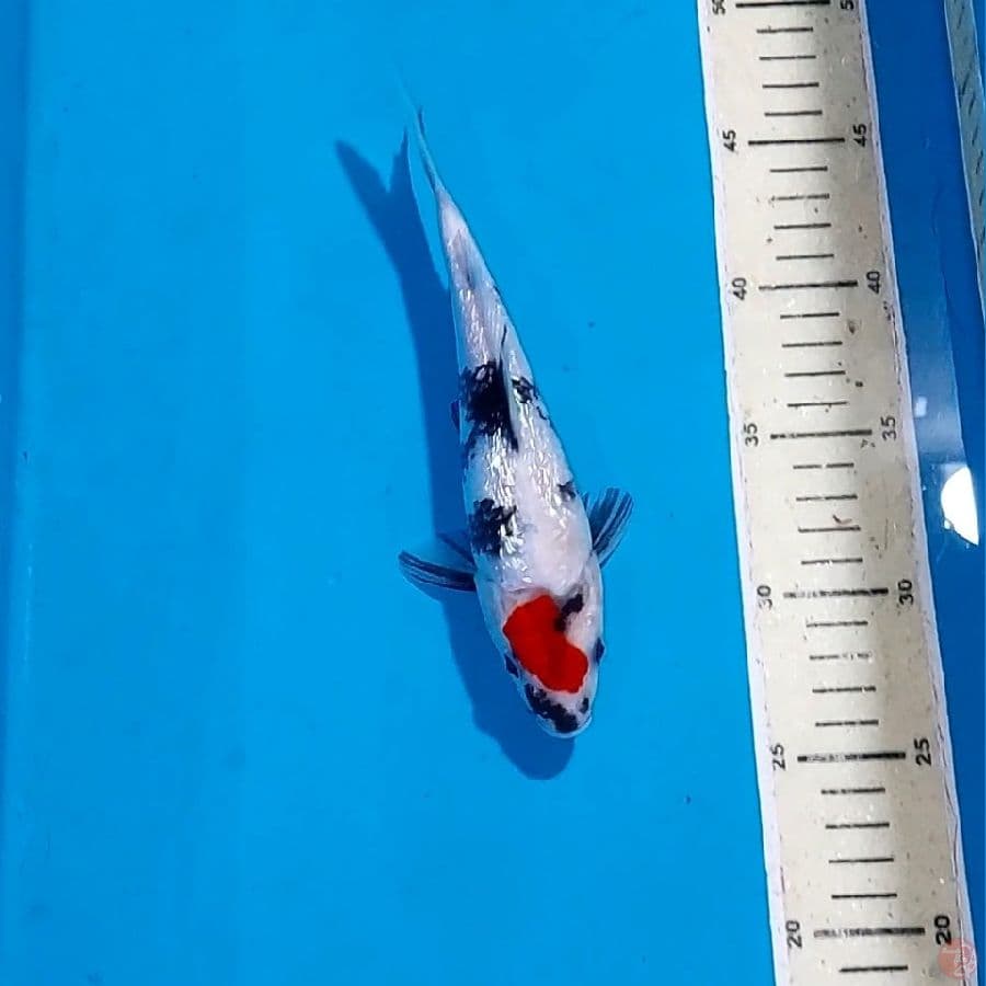 TANCHO SHOWA GINDRIN 21 CM