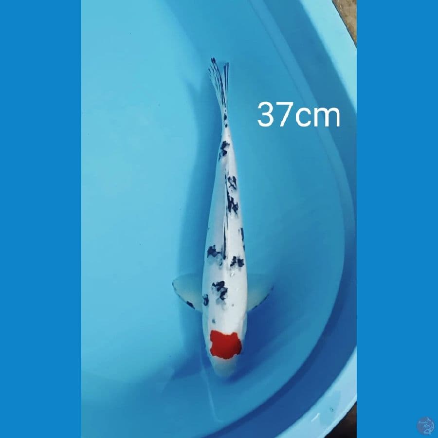 Tancho sanke 37cm