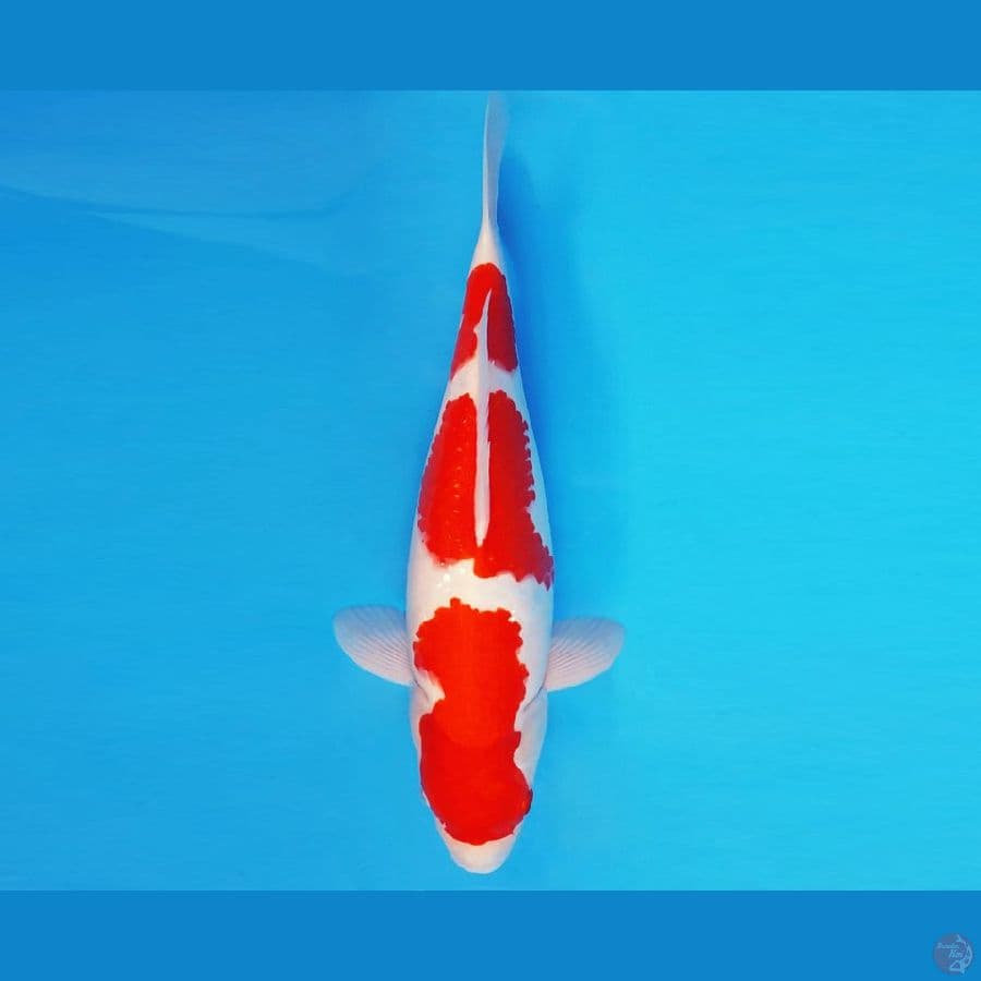 KOJO NO TSUKI 1 ~ KOHAKU SPC 34 cm/fm™