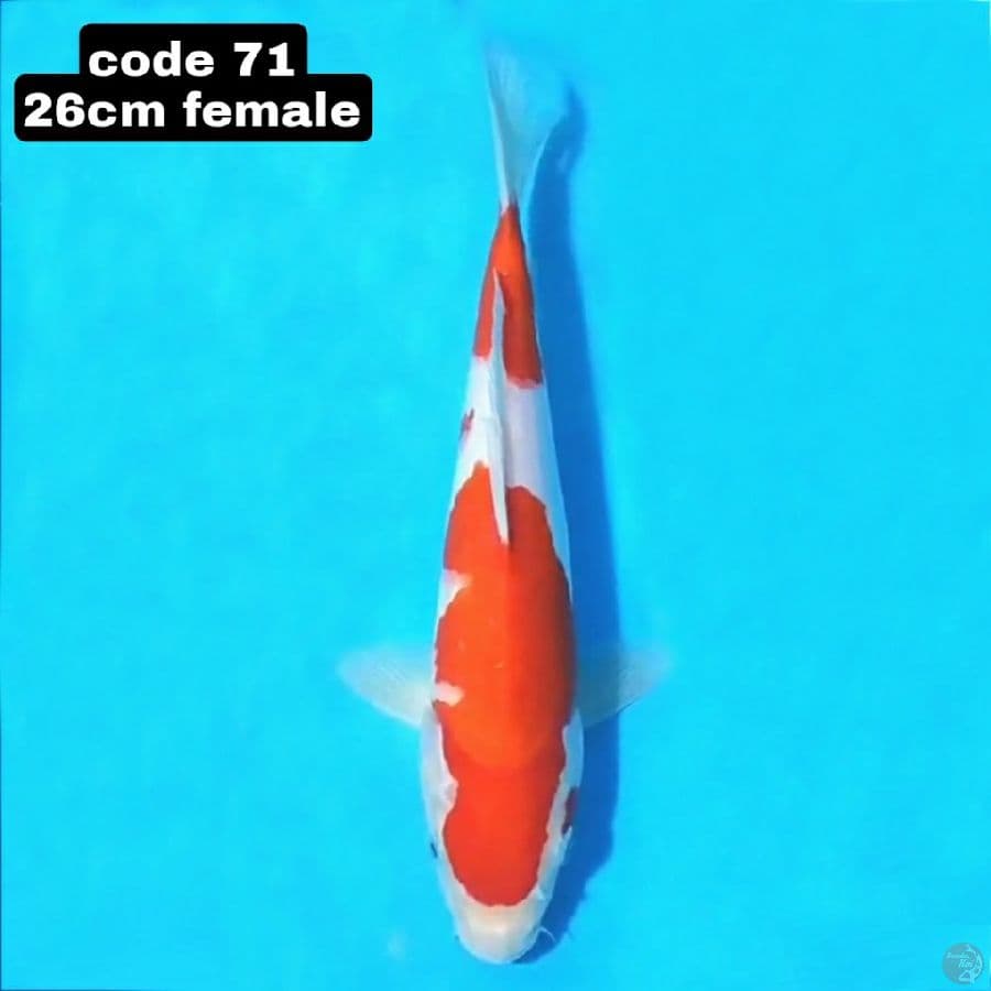KOHAKU BENI HALUS