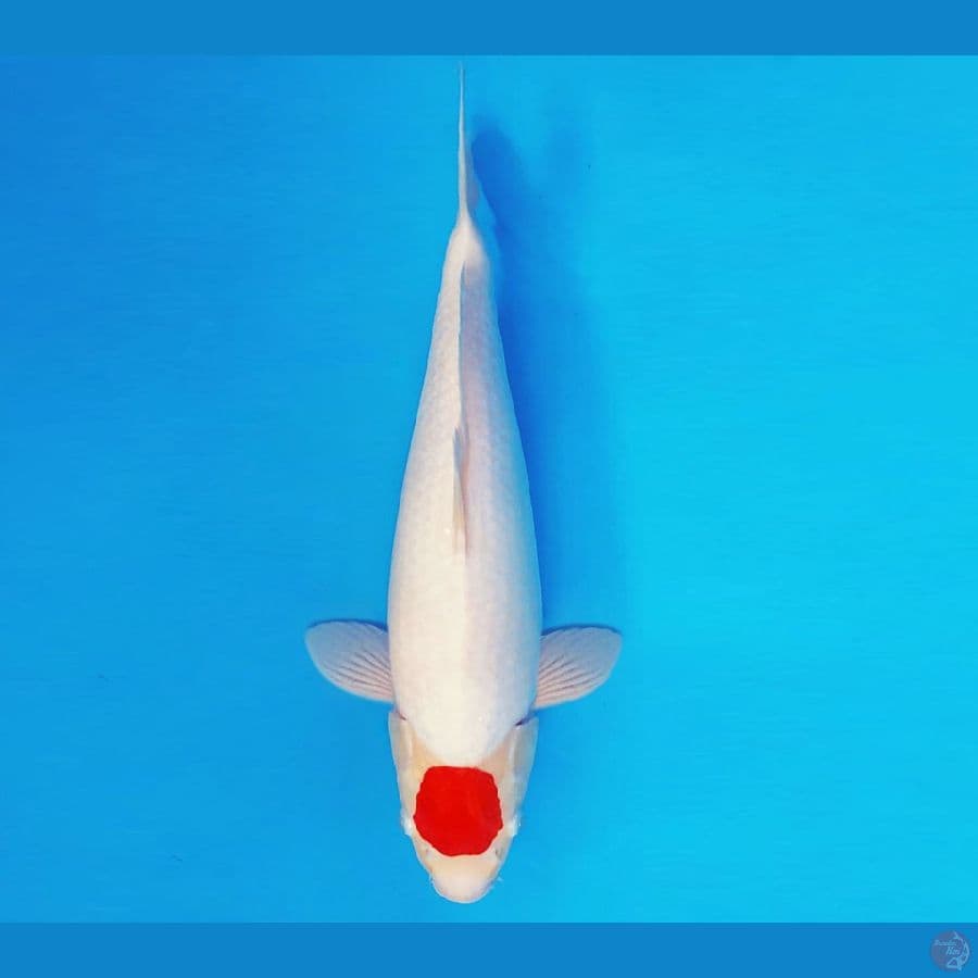 KOJO NO TSUKI 3 ~ TANCHO 37 cm/fm ™