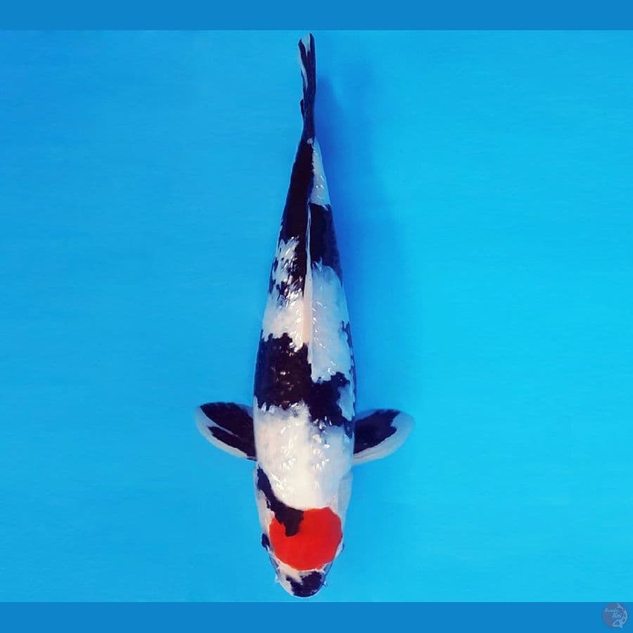 KOJO NO TSUKI 6 ~ TANCHO SHOWA 27 cm/male ™