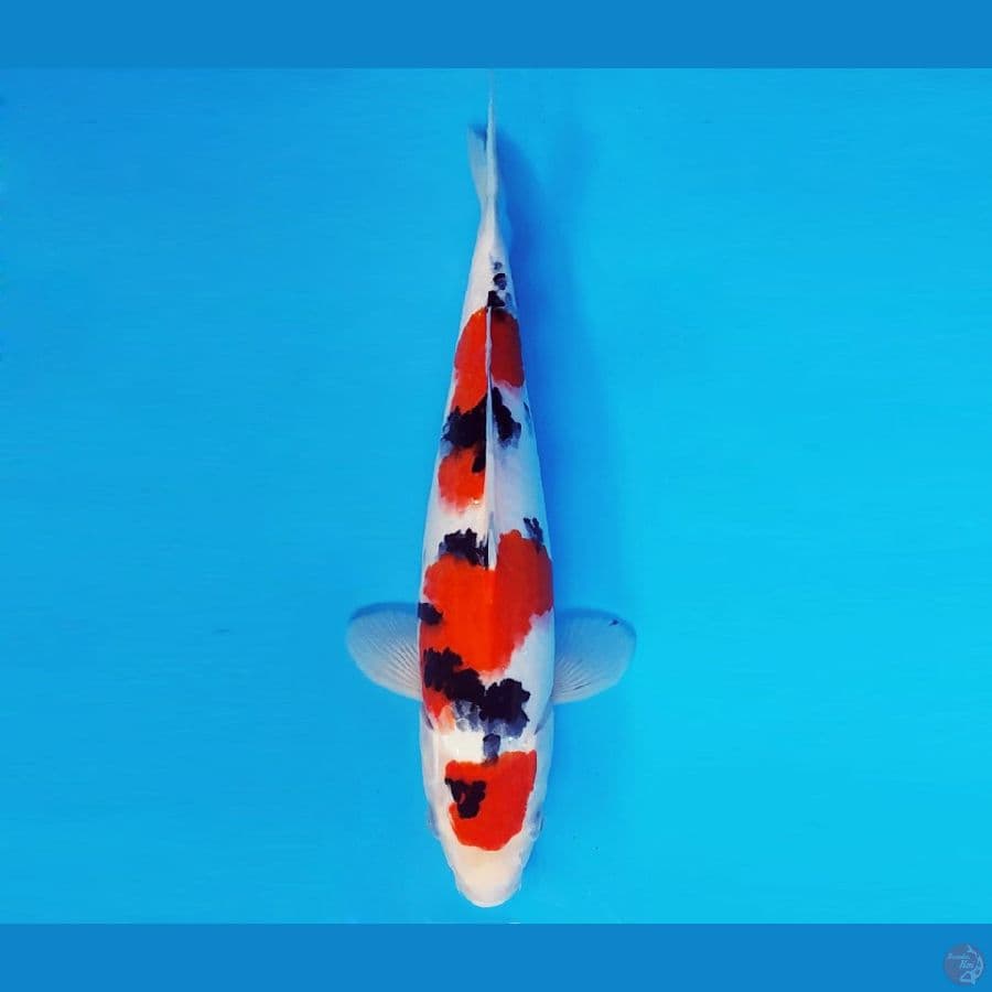 KOJO NO TSUKI 8 ~ SANKE 32 cm/fm ™