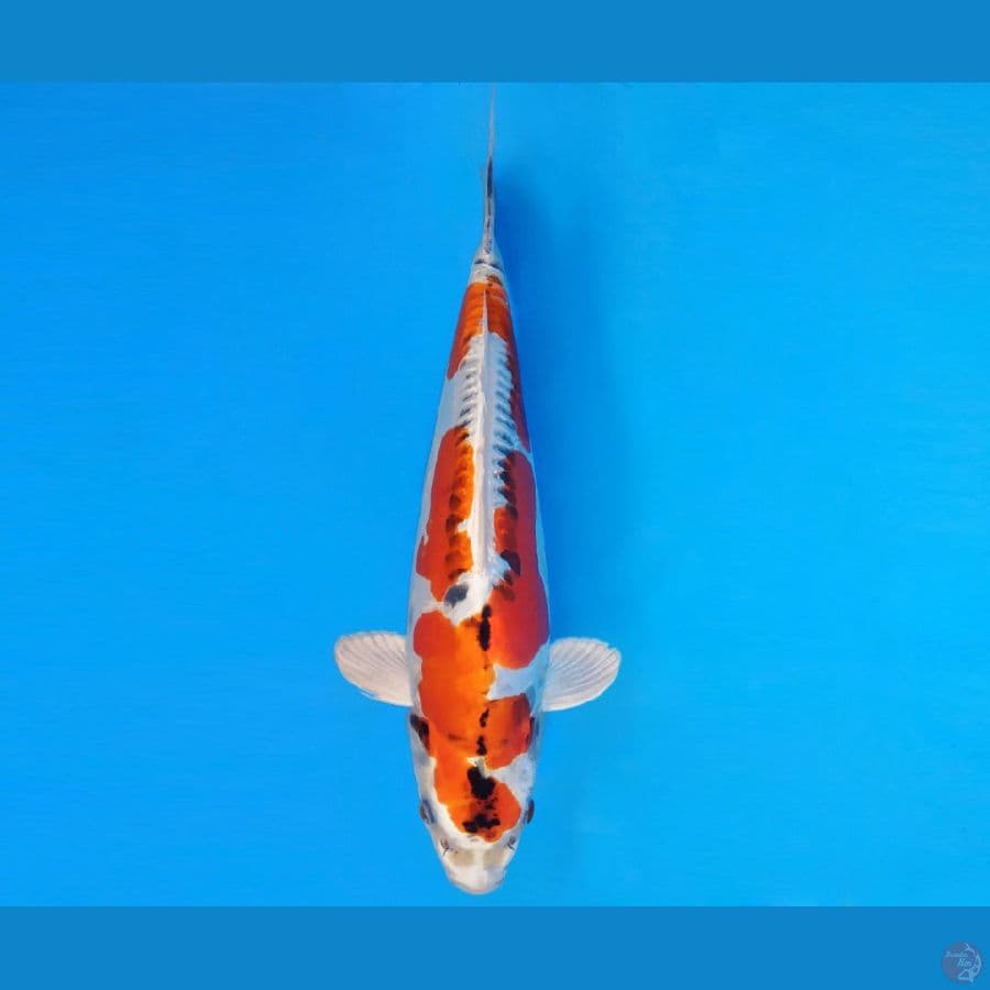 KOJO NO TSUKI 10 ~ KIKOKURYU BERPUNUK 33 cm/male ™