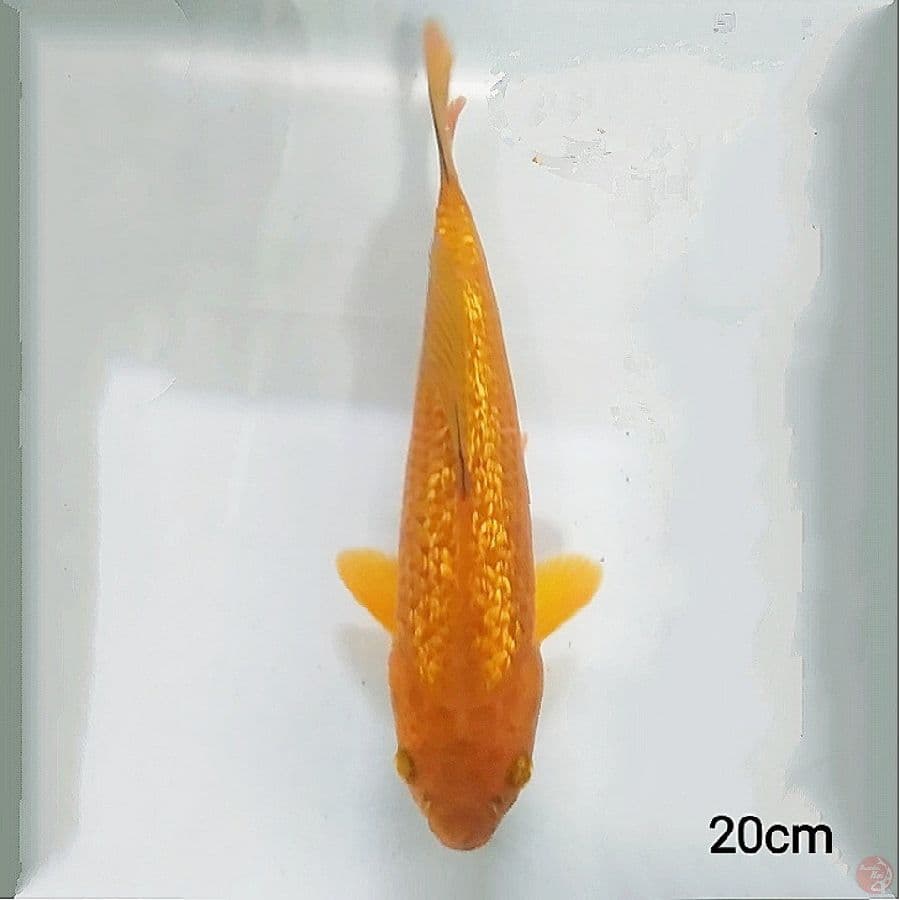 caghoi ginirin