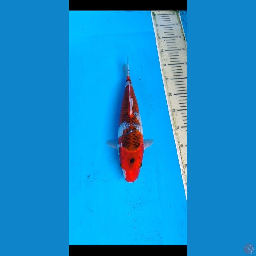 ghosiki.... 35cm