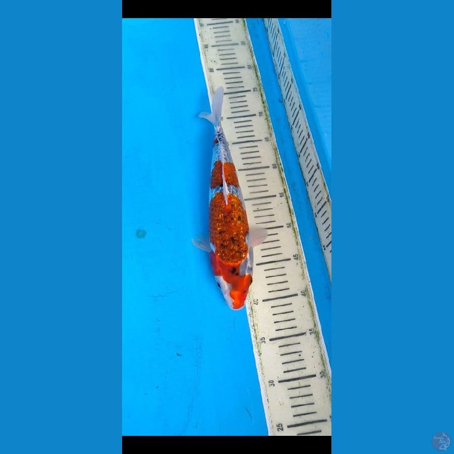 ghosiki ginrin... 33cm