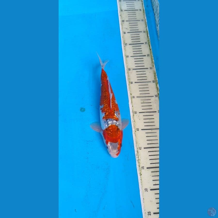 ghosiki ginrin.... 31cm